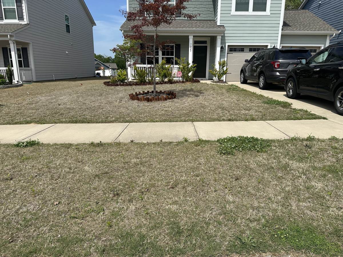 Dormant, brown lawn before treatment