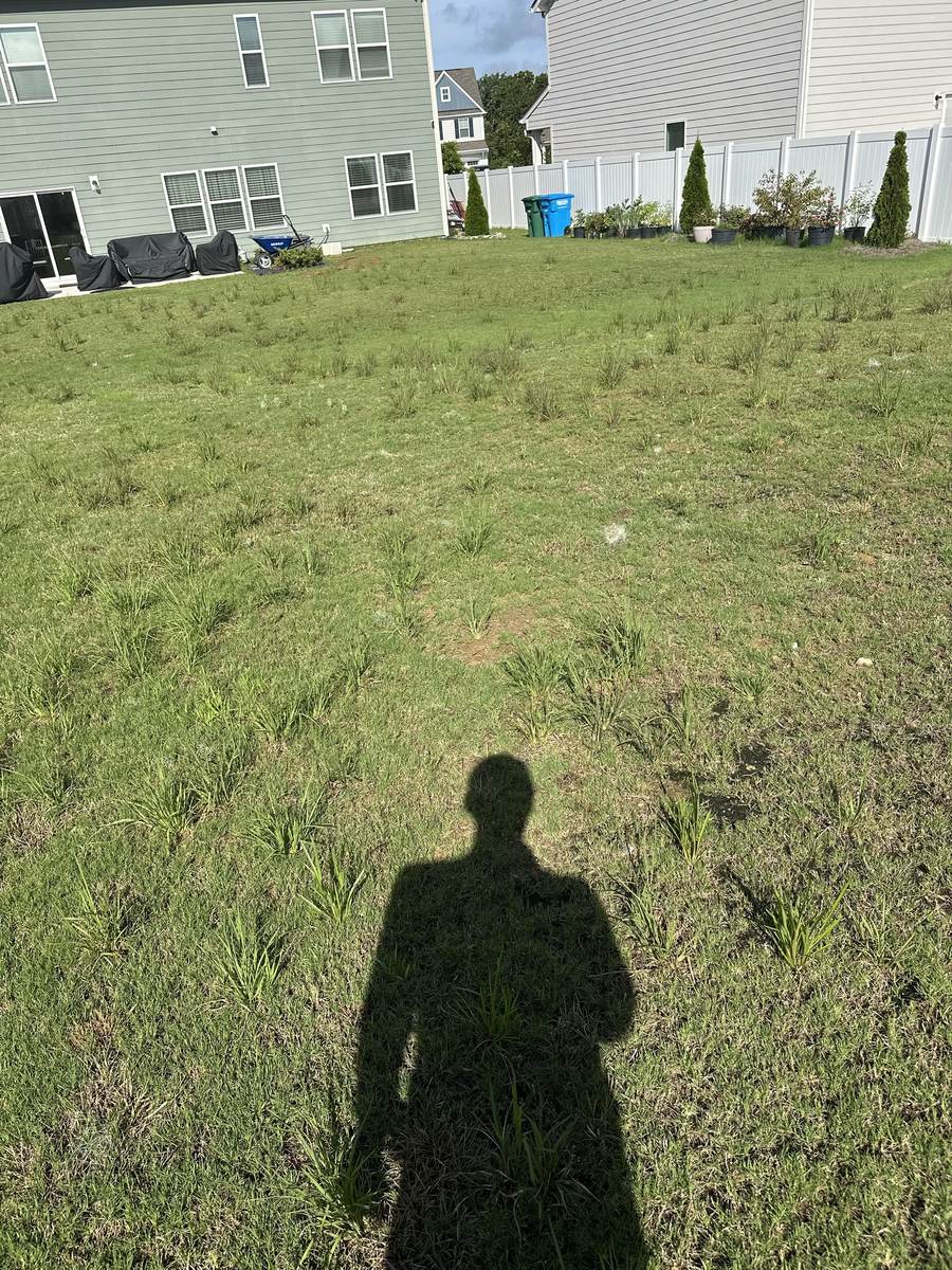 Bare, sparse backyard before treatment