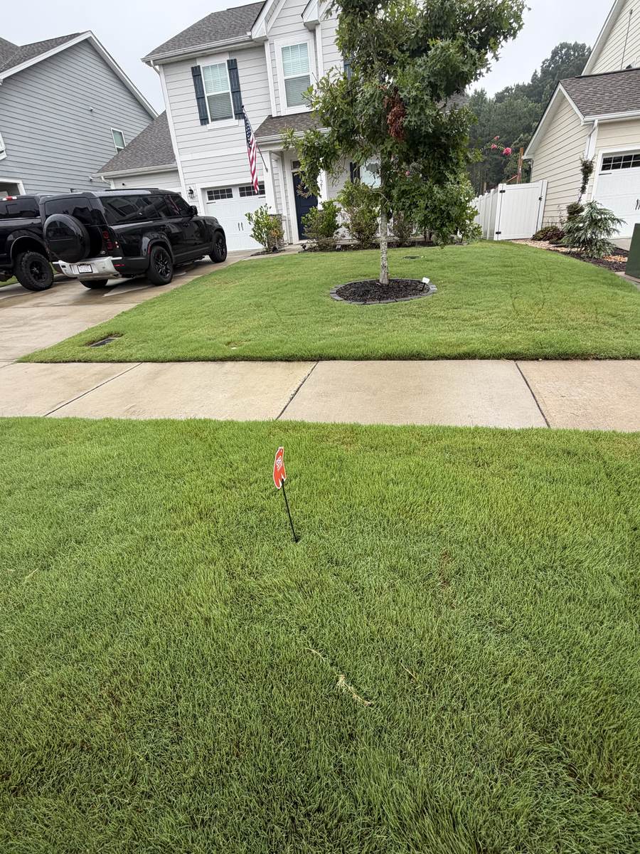 Thick, healthy lawn after OSO Turf Care treatment