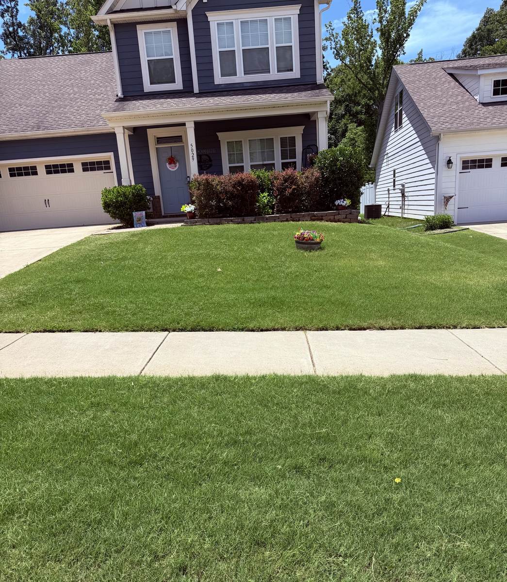 Uniform green lawn after OSO Turf Care treatment