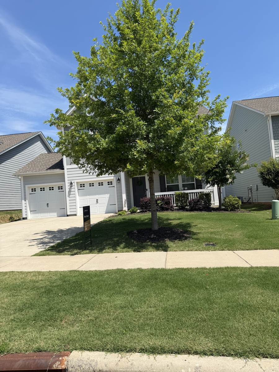 Thick, green lawn after OSO Turf Care treatment