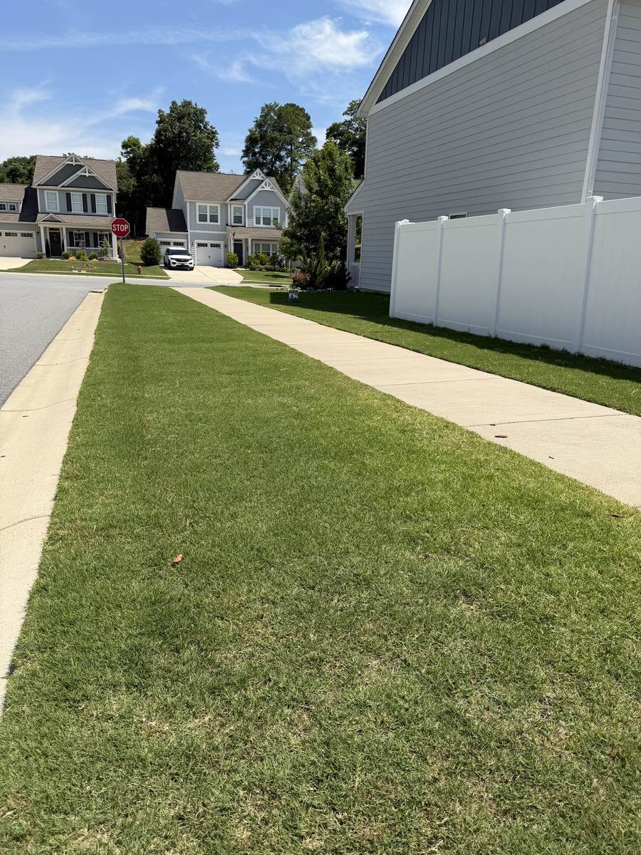 Long, healthy strip of lawn along the sidewalk